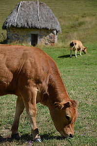 krowa, cielę, teito, Asturia, Somiedo