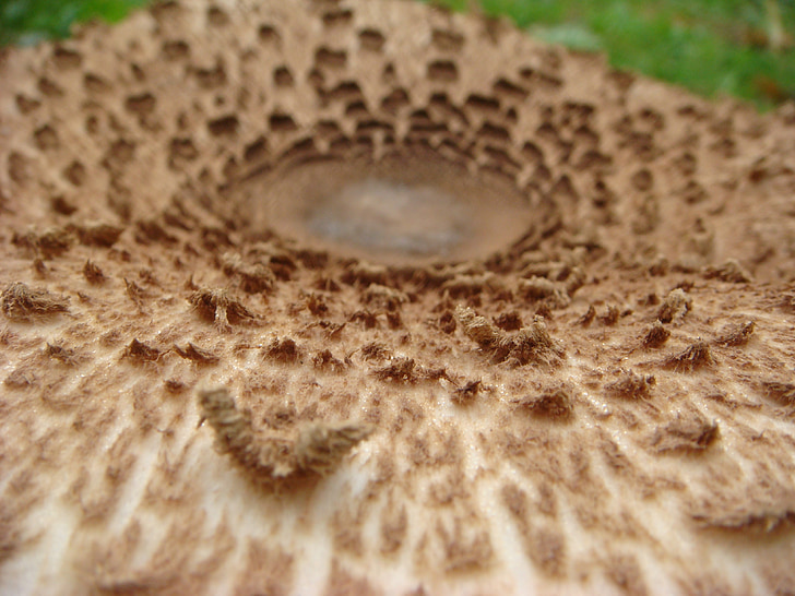 mushroom, autumn, outdoor