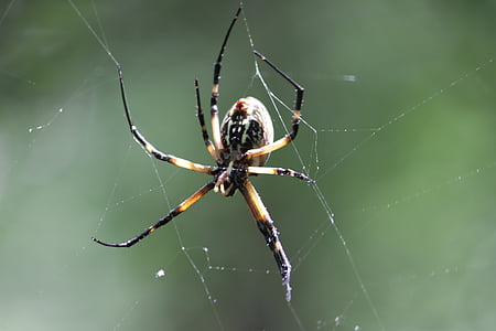 spider, woods, nature, web, forest, insect, wildlife