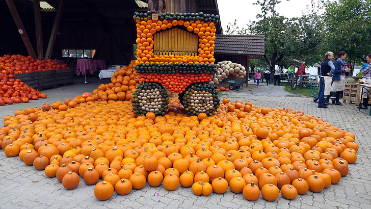 pumpkin, thanksgiving, harvest, autumn, healthy, festival, farm