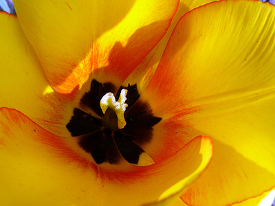 tulip, tulip cup, yellow, blossom, bloom, close, sunny yellow