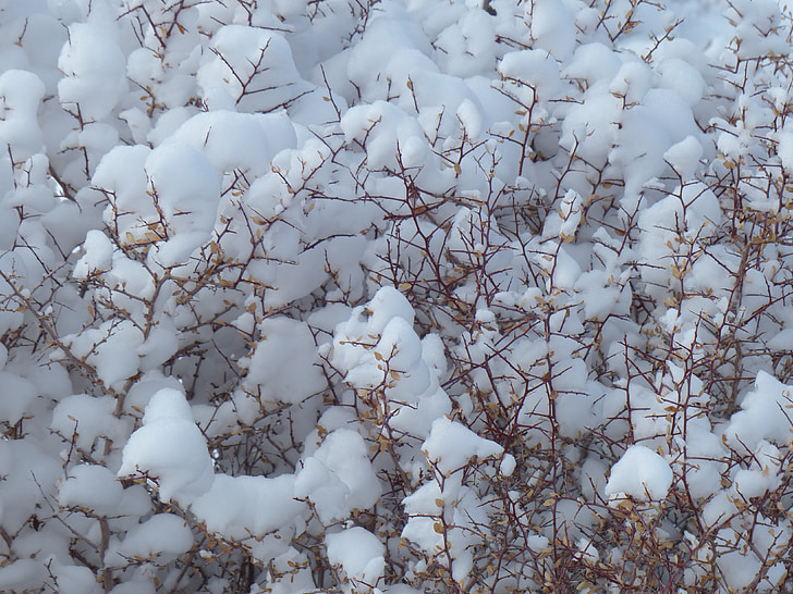 sneg, Bush, rastlin, pozimi, hladno, bela, sezona