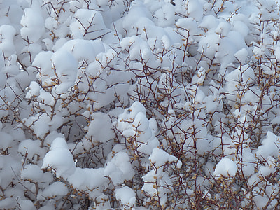 雪, 布什, 植物, 冬天, 感冒, 白色, 赛季