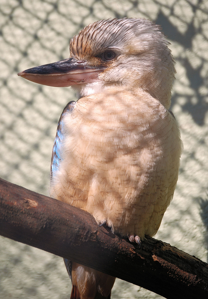 Laughing jackass, oiseau, Kookaburra, Dacelo, Australie, bec, Martin-pêcheur