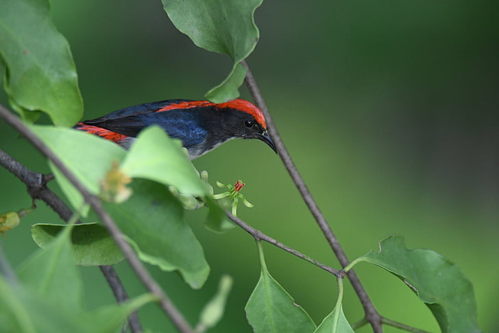 Scarlet couval flowerepecker, pták, dicaeum cruentatum, dicaeidae, ptáci, zvíře, Příroda