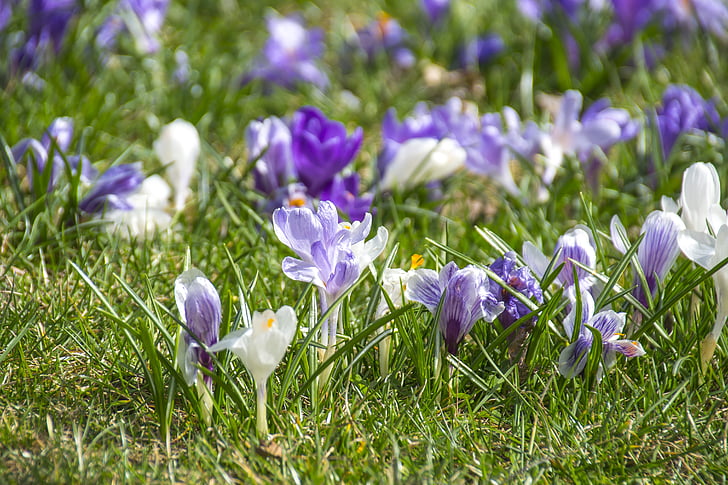 flourishing crocuses, violet, spring, flowers, new life, early spring, beautiful