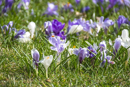 blomstrande krokusar, Violet, våren, blommor, nytt liv, tidigt på våren, Vacker