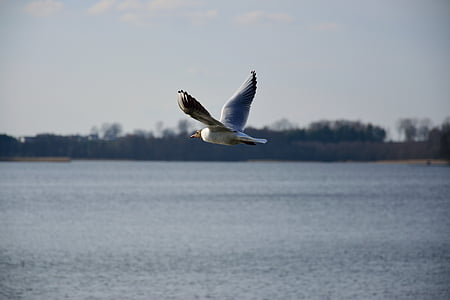 Seagull, pájaro, vuelo, naturaleza, alas, cielo, Lago