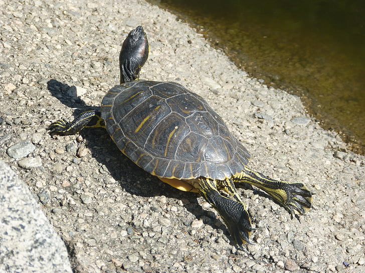 bruņurupucis, ūdens bruņurupucis, rāpulis, relaksējoša, ūdens dzīvnieku, daba, Amfībijas tipa