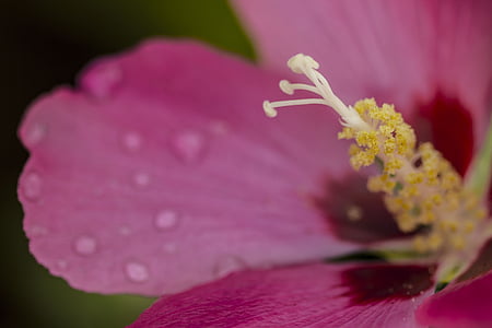 common hollyhock, pink, magenta, flower, nature, bloom, garden
