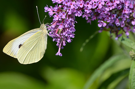 sommerfugl, Gonepteryx rhamni, insekt, natur, Butterfly - insekt, blomst, Sommer