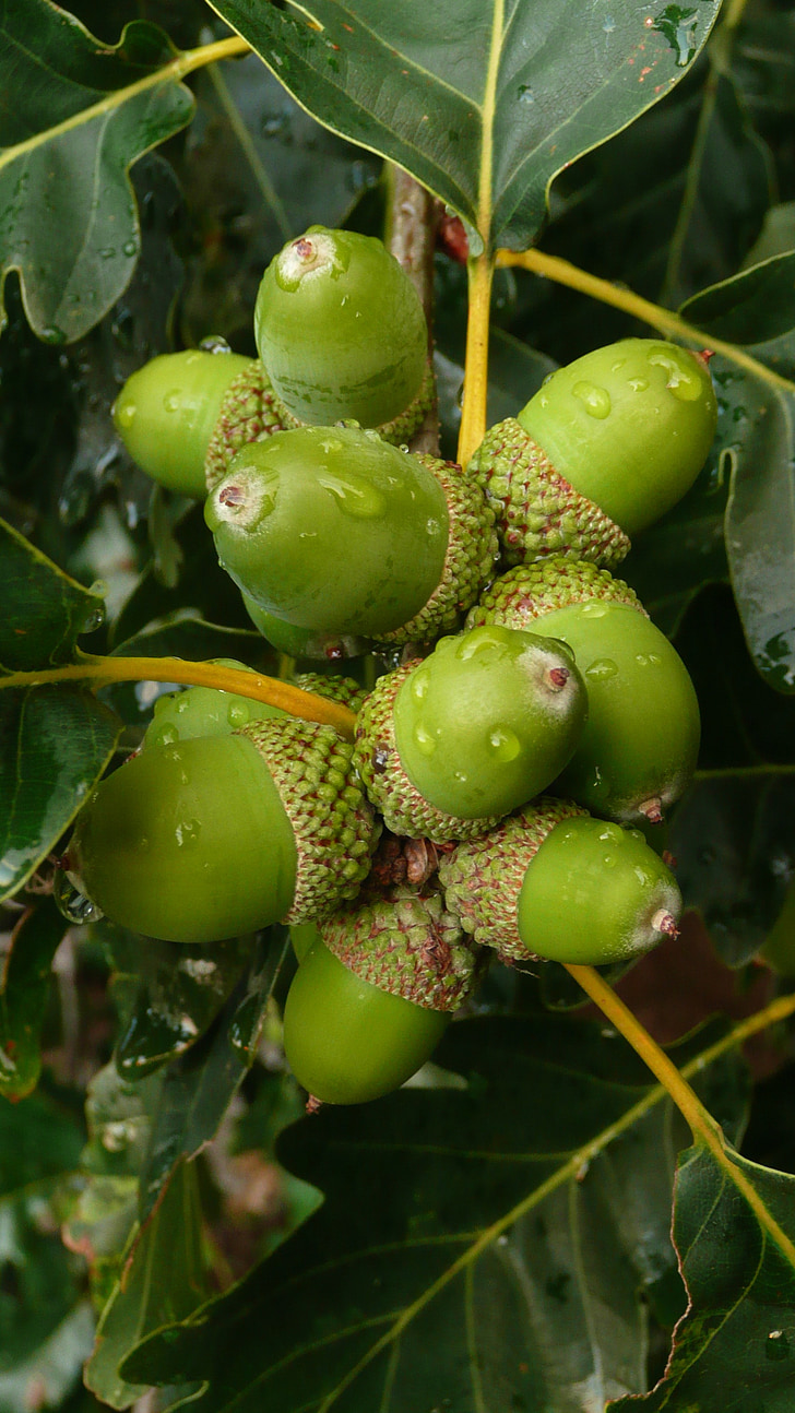 green, acorns, background, season, nature, macro, leaves