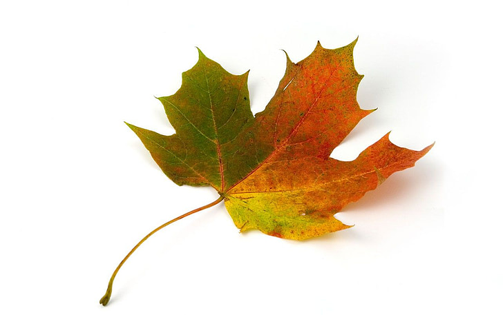 maple, leaf, autumn, colorful, nature, season, fall
