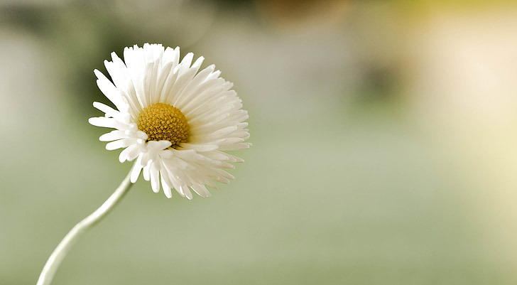 Daisy, bunga, menunjuk bunga, putih-kuning, alam, Tutup
