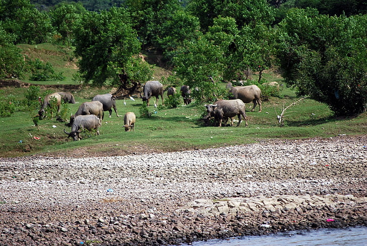 Buffalo, skot, skot, zvířata, domácí, mléčné výrobky, Milch