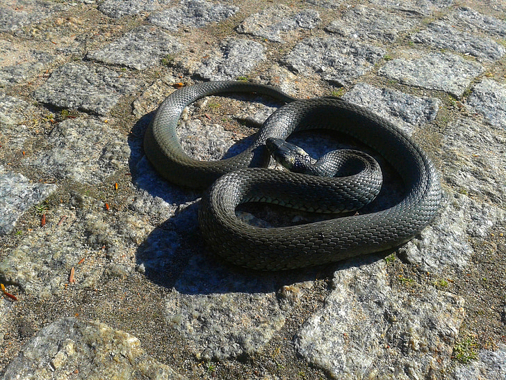 grass snake, snake, protected, nature, forest, litter, białowieża forest