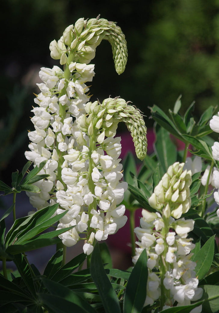 blomster, Lupin, haven, natur, blomst, plante