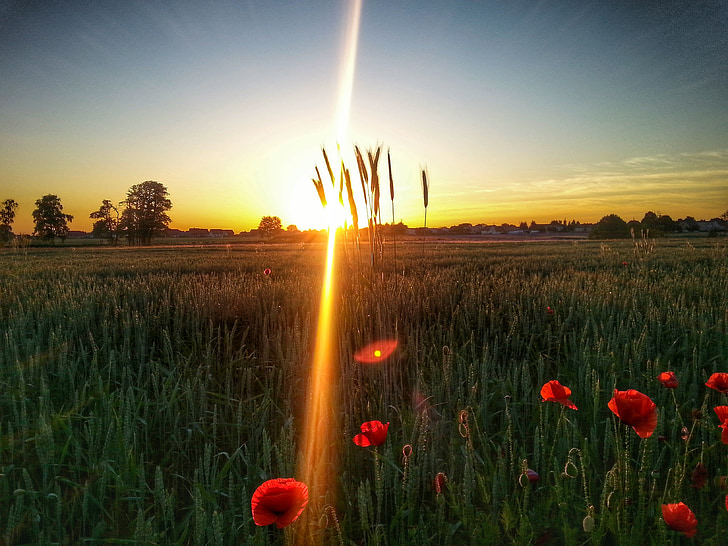 Poppies, matahari, padang rumput, bidang
