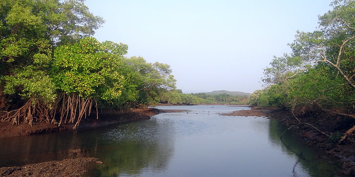 spesies mangrove, akar udara, pasang surut hutan, India, Creek, pemandangan, gurun