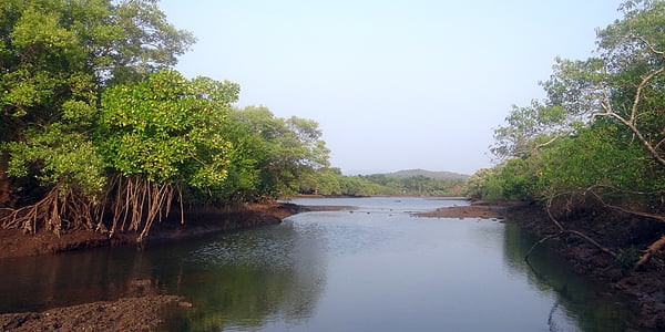 specii mangrove, rădăcini aeriene, pădure de maree, India, Creek, peisaj, pustie