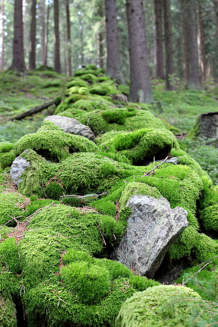 Δημοκρατία της Τσεχίας, πέτρες, δέντρα, φύση, το φθινόπωρο, πέτρα, δάσος