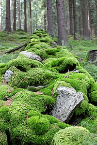 Češka Republika, kamenje, stabla, priroda, jesen, kamena, šuma