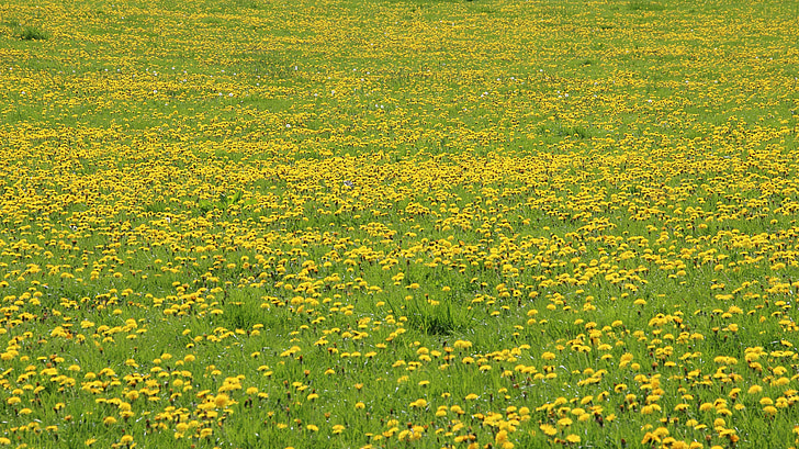 Bồ công anh, Meadow, màu vàng, màu xanh lá cây, chỉ Hoa, Thiên nhiên, mùa hè