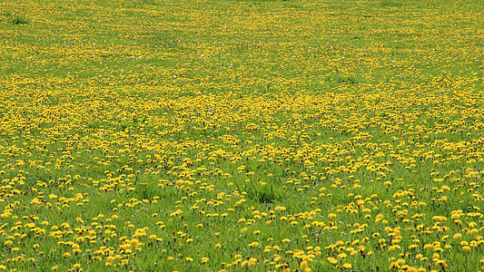 Bồ công anh, Meadow, màu vàng, màu xanh lá cây, chỉ Hoa, Thiên nhiên, mùa hè