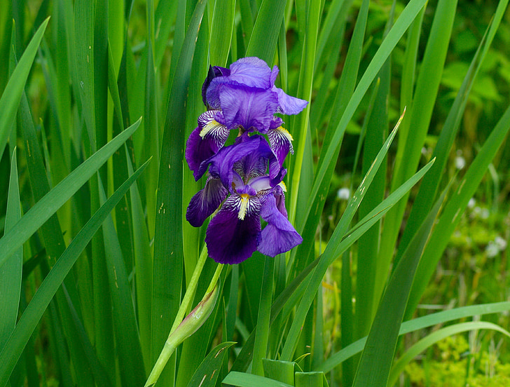 iris, flower, purple, garden