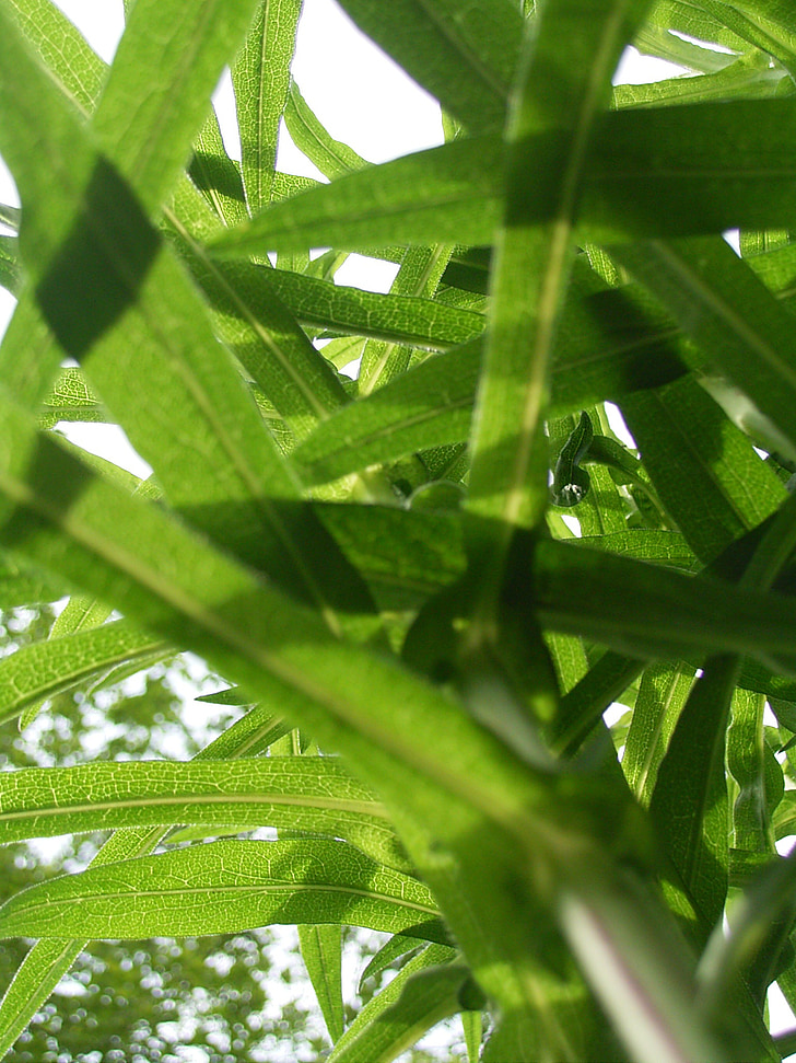 leaf, leaves, green, plant, green leaf