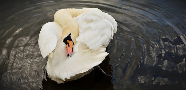 Swan, vit svan, fågel, vatten fågel, fjäderdräkt, dammen, fjäder
