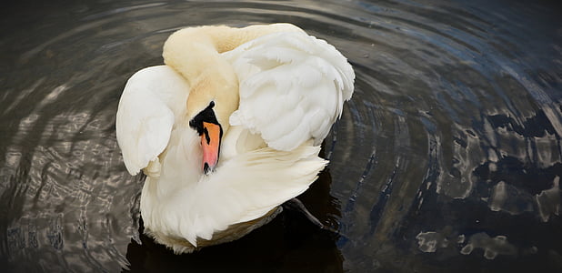 swan, white swan, bird, water bird, plumage, pond, feather
