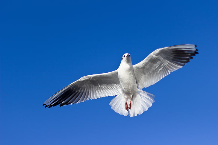 seagull, flying, bird, fly, wildlife, flight, wild