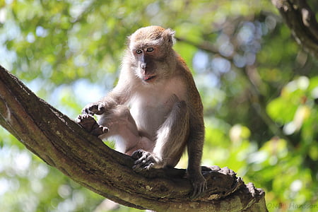 macaco, filial, sentado, vendo, vida selvagem animal, um animal, animais na selva