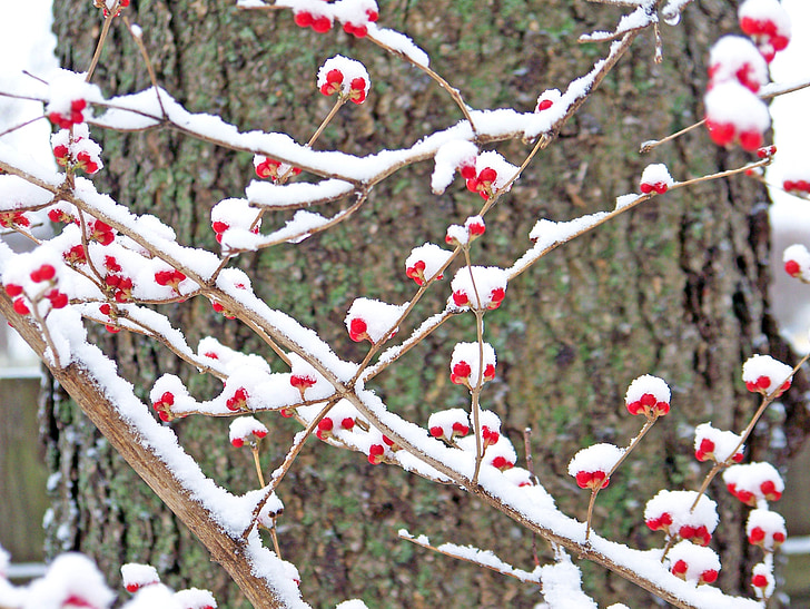красный, ягоды, снег, Зима, Природа, Рождество, Xmas