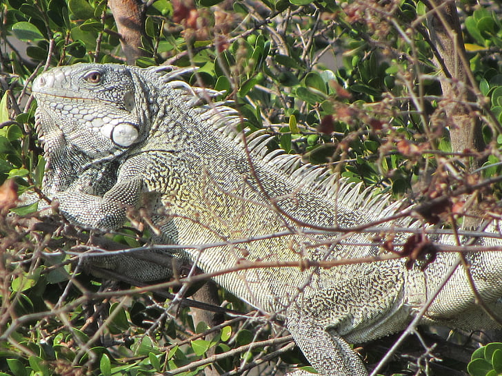 Iguana, animal, Curacao, naturaleza