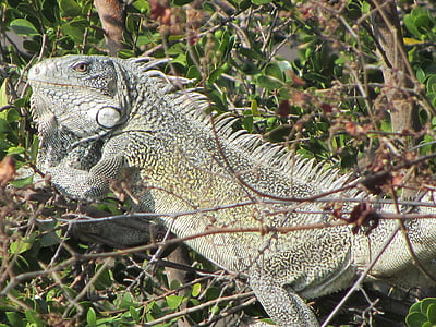 Iguana, dyr, Curacao, natur