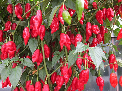 rode chili, hete, pittige, rood, rijp, natuur, voedsel