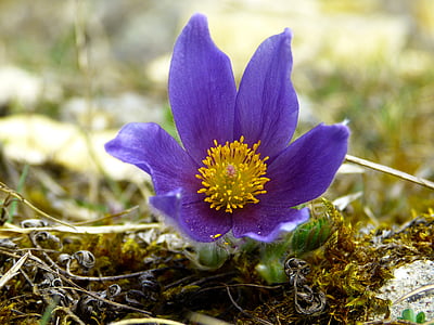 pasque flower, blossom, bloom, flower, purple, blue, pasqueflower