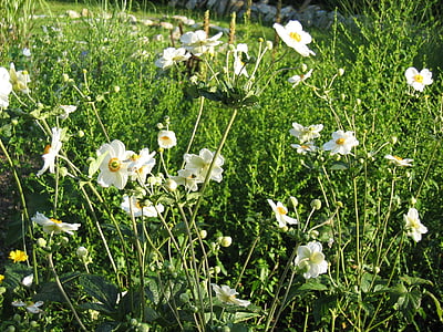 anemones tardor, flors, natura, planta, paisatge, flor, flor