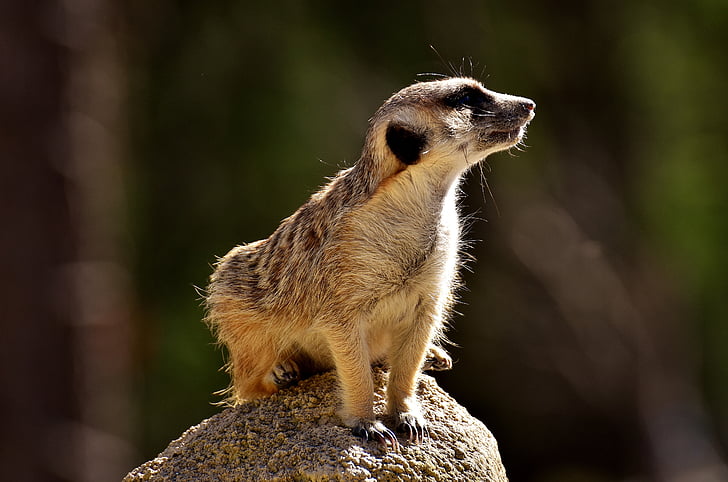 Meerkat, carina, curioso, animale, natura, mammifero, fotografia naturalistica