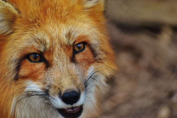 Fuchs, poing de Wildpark, animal, photographie de la faune, nature, monde animal, portrait animaux