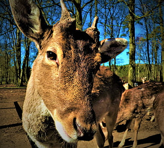 Hirsch, corça, scheu, animal selvagem, atmosférico, fotografia da vida selvagem, Olha