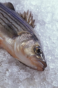 hybride gestreepte zeebaars, vis, voedsel, keuken, bevroren, koken, maaltijd