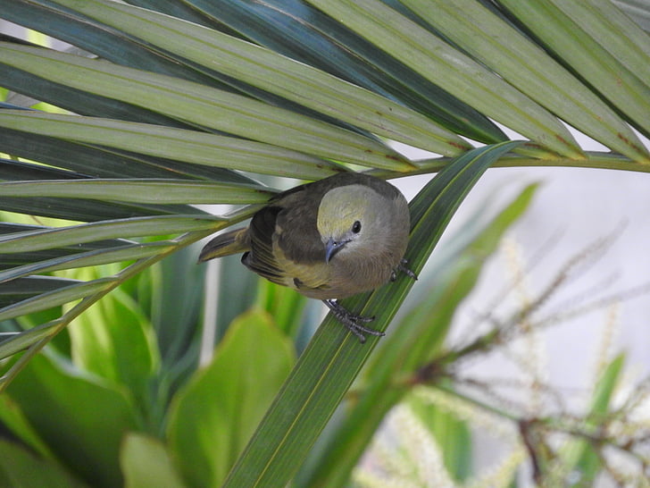 kokosová palma, Tanager, vták, birdie, Príroda