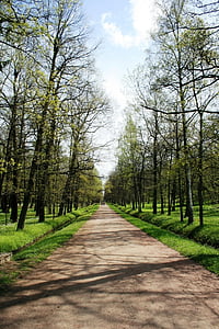 path, pedestrian, trees, rows, lined, garden