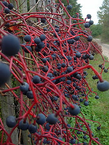 víno, plot, modrá, červená, koule, podzim