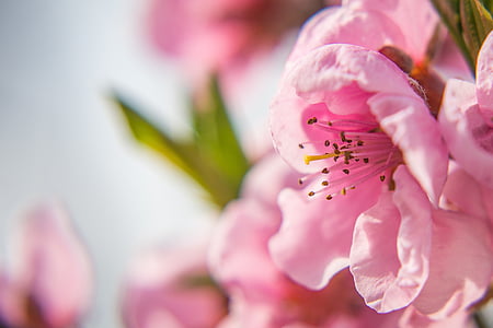 Нектарин Блоссом, Блоссом, Блум, Весна, Нектарин, фруктовое дерево Цветущие, цветущие ветки