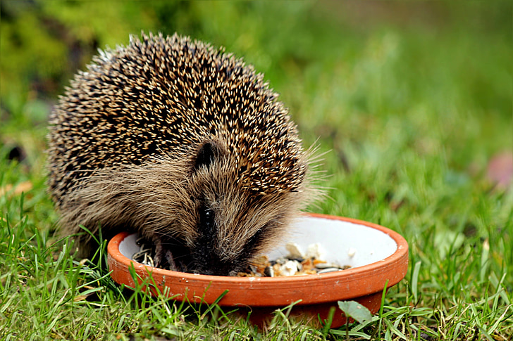 động vật, động vật có vú, hedgehog, erinaceus, Bữa ăn, Sân vườn, cỏ