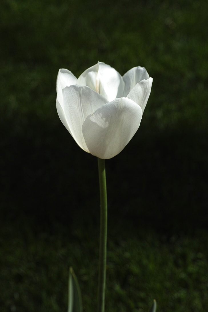 tulipaner, blomst, blomster, natur, hvit, anlegget, vakker
